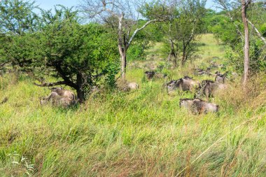 Yaklaşık 1,5 milyon Afrika antilobu, yüz binlerce zebra, elf, ceylan ve bir grup yırtıcı hayvanla birlikte, Güney Serengeti 'deki yavrulama alanlarını terk ediyor..
