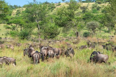 Yaklaşık 1,5 milyon Afrika antilobu, yüz binlerce zebra, elf, ceylan ve bir grup yırtıcı hayvanla birlikte, Güney Serengeti 'deki yavrulama alanlarını terk ediyor..