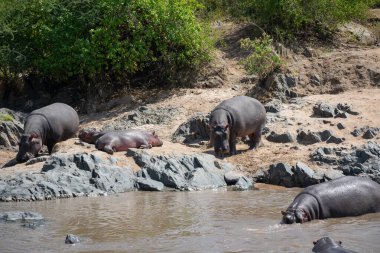 The common hippopotamus (Hippopotamus amphibius) is a large, artiodactyl, primarily herbivorous mammal that lives in Africa. clipart