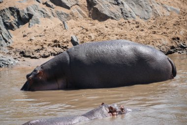 The common hippopotamus (Hippopotamus amphibius) is a large, artiodactyl, primarily herbivorous mammal that lives in Africa. clipart