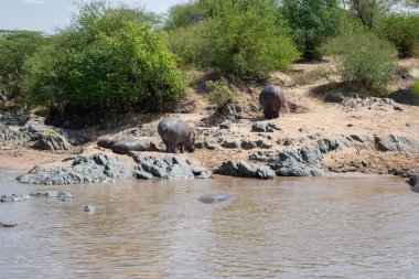 Hippopotamus (Hippopotamus amfibi), Afrika 'da yaşayan büyük ve sanatsal bir memeli türüdür..