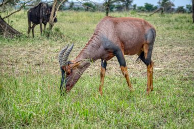 The topi, korrigum, or tiang (Damaliscus korrigum) is a species of artiodactyl mammal belonging to the Bovidae family. clipart