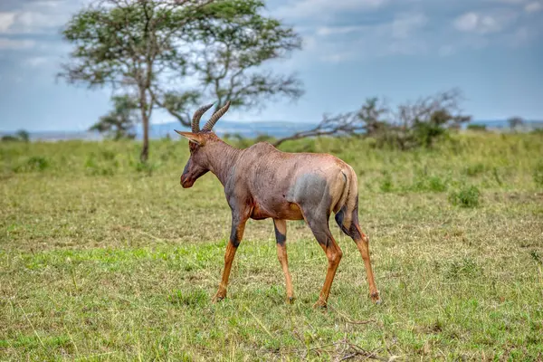 Topi, korrigum ya da tiang (Damaliscus korrigum) Bovidae familyasından bir memeli türüdür..