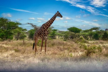 The giraffe is a species of artiodactyl mammal, from the Giraffidae family, native to Africa. clipart