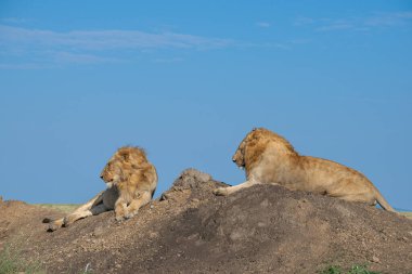 Lions in the Serengeti, Tanzania, Africa clipart