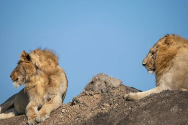 Lions in the Serengeti, Tanzania, Africa clipart