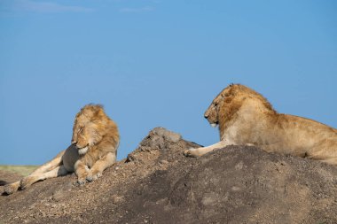 Lions in the Serengeti, Tanzania, Africa clipart