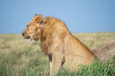 Lions in the Serengeti, Tanzania, Africa clipart