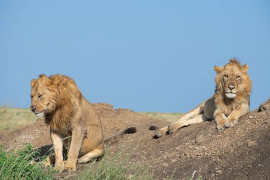 Serengeti 'deki Aslanlar, Tanzanya, Afrika