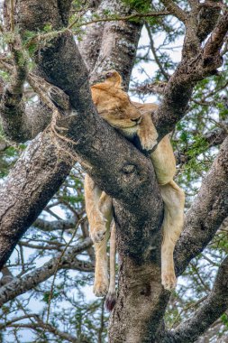 Serengeti 'deki Aslanlar, Tanzanya, Afrika
