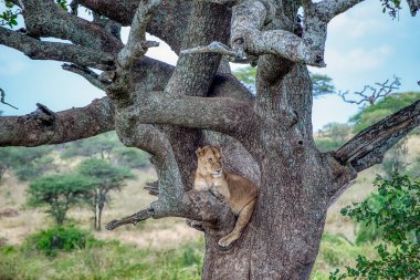 Serengeti 'deki Aslanlar, Tanzanya, Afrika