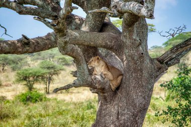 Serengeti 'deki Aslanlar, Tanzanya, Afrika