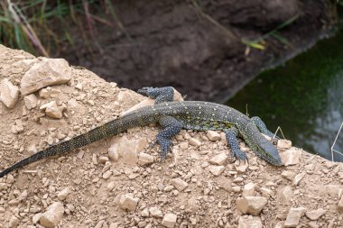 Varano Arboricola, Avustralya 'da yaşayan bir Varanidae familyasıdır.,