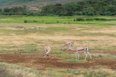 Thomson's gazelle is a species of bovid mammal belonging to the genus Eudorcas. It is one of the most agile and elegant antelopes. clipart