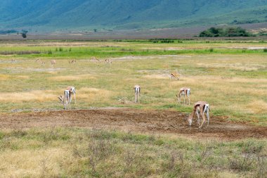 Thomson's gazelle is a species of bovid mammal belonging to the genus Eudorcas. It is one of the most agile and elegant antelopes. clipart