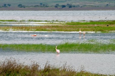 Büyük flamingolar, Phoenicopteridae familyasından bir kuş cinsidir..