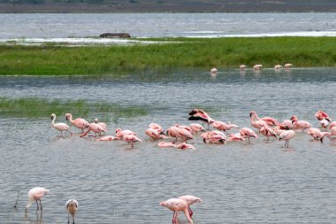 Büyük flamingolar, Phoenicopteridae familyasından bir kuş cinsidir..