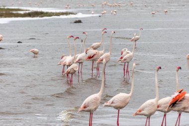 Büyük flamingolar, Phoenicopteridae familyasından bir kuş cinsidir..