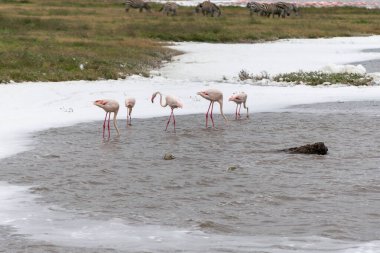 Greater flamingos are a genus of neognathous birds in the family Phoenicopteridae. clipart