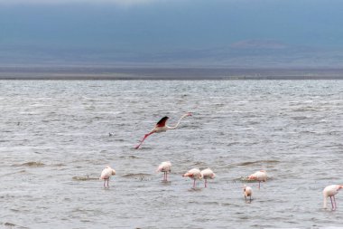 Büyük flamingolar, Phoenicopteridae familyasından bir kuş cinsidir..