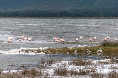 Büyük flamingolar, Phoenicopteridae familyasından bir kuş cinsidir..