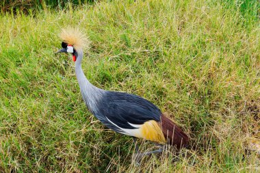 Gri taçlı turna, Gruidae familyasından bir turnadır. Genellikle Afrika savanasında yaşar..