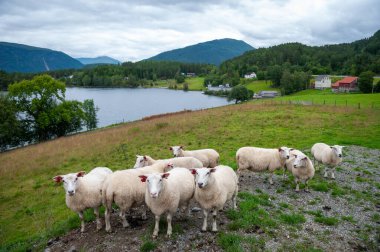 Sheep grazing on Norwegian land,Stad clipart