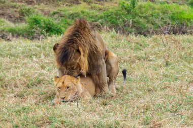 Afrika, Tanzanya 'da çiftleşen aslanlar
