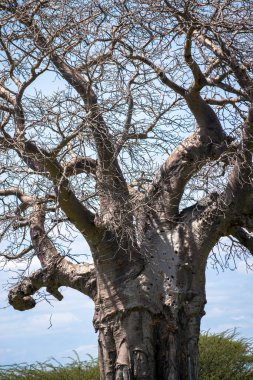 Adansonia, kedigiller (Malvaceae) familyasından bir kuş türü..