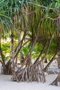 Unguja ya da Zanzibar Adası, Tanzanya 'nın Zanzibar adasının ana adasıdır. Afrika
