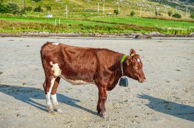 Norveç, Napp sahilinde bir inek sürüsü