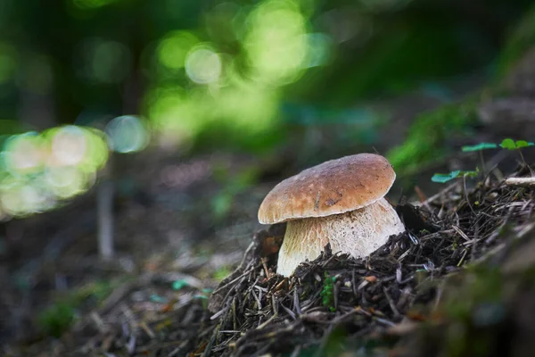 Boletus Edulis Edible Mushroom Boletus Growing Central Europe Forests Other — Photo