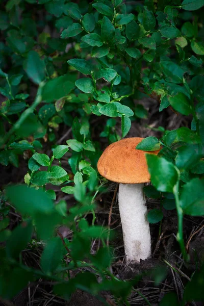 Leccinum Albostipitatum Edible Mushrooms Excellent Taste Bio Food Uncultivated Fungi — стоковое фото