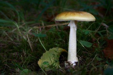 Amanita falloides zehirli ang tehlikeli mantar, genellikle ölüm şapkası olarak bilinir