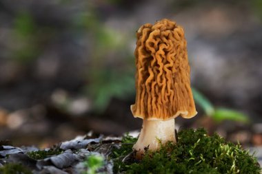 Erken morel mantarı - Verpa bohemica, mükemmel bir tadı olan bahar mantarı. Slovakya - Orta Avrupa