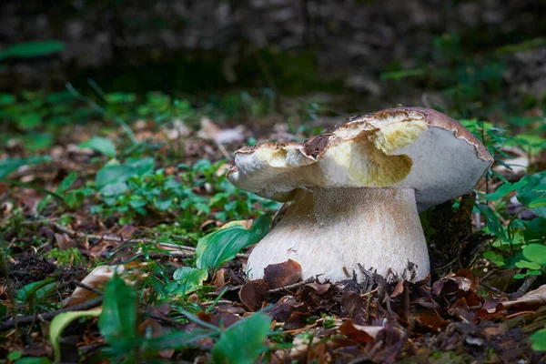 Boletus Edulis Edible Mushroom Boletus Growing Central Europe Forests Other — стоковое фото