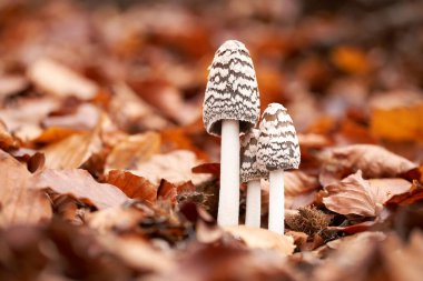 Ormanlarda, Orta Avrupa 'da, Coprinopsis picacea' da yenilemez mantarlar yetişir.