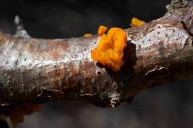 Genellikle ölü ama bağlı ve yakın zamanda düşmüş dallarda bulunur.          