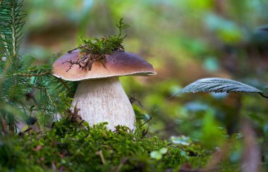 Boletus Edulis, mükemmel bir yemek mantarı.               