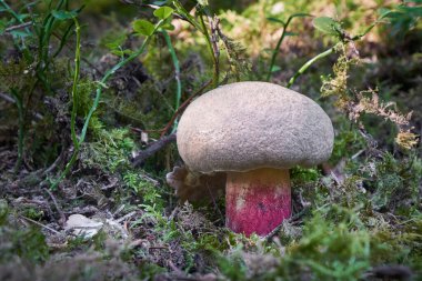 Yenilemez mantar ormanlarda, Orta Avrupa 'da, Boletus calopus' ta yetişir.