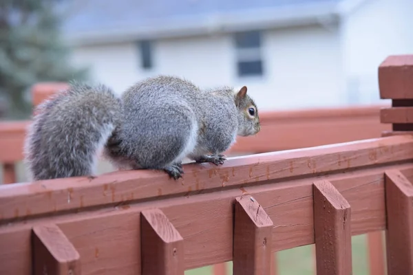 Nahaufnahme Eines Eichhörnchens Das Auf Einem Deck Hockt — Stockfoto