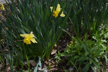 Etrafı yemyeşil yapraklarla çevrili sarı nergislerin olduğu bir yer..