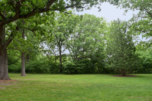 Wide angle shot of trees and clear grassy area at a park on a warm spring day.