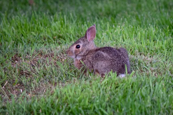 Küçük Kahverengi Bir Yavru Tavşanın Yemyeşil Çimlerde Dinlenmesi — Stok fotoğraf
