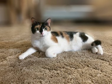 Halıya uzanmış, günün 12. uykusundan sonra dinlenen paso kedisinin yakın çekimi. Arkaplan, pankart ve editoryal kullanım için ideal.