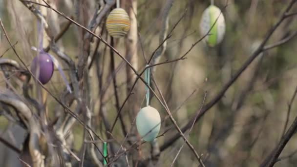 装饰了五彩缤纷的复活节彩蛋的树 高质量的4K镜头 — 图库视频影像