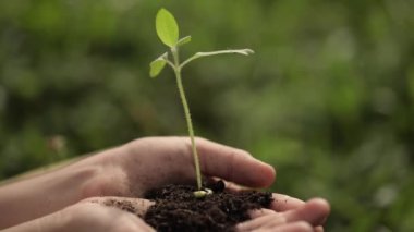 Caucasian girl of 7 years old is keeping a green seedling and soil in her hands. High quality 4k footage