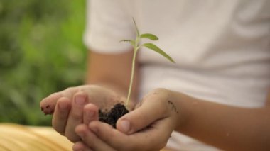 Caucasian girl of 7 years old is keeping a green seedling and soil in her hands. High quality 4k footage