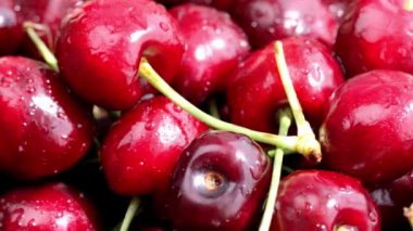 Sweet red cherries are being sprayed by water. High quality 4k footage