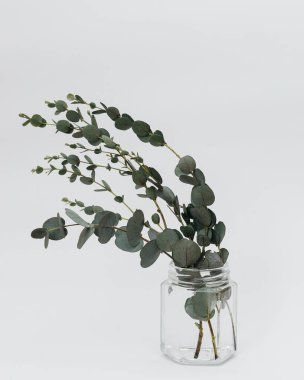 Beyaz arka planda kurumuş okaliptüs yaprakları vazoda.